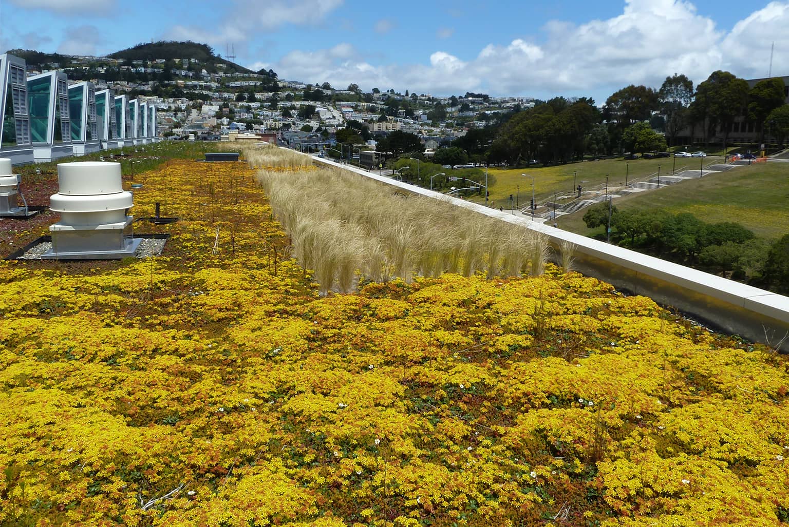 City College of San Francisco Joint Use Living Roof