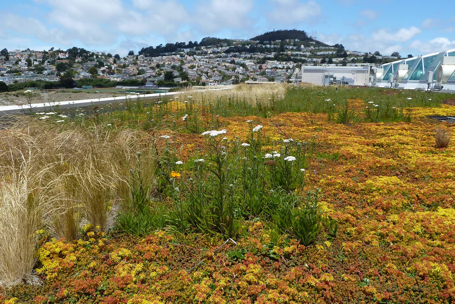 City College of San Francisco Joint Use Living Roof