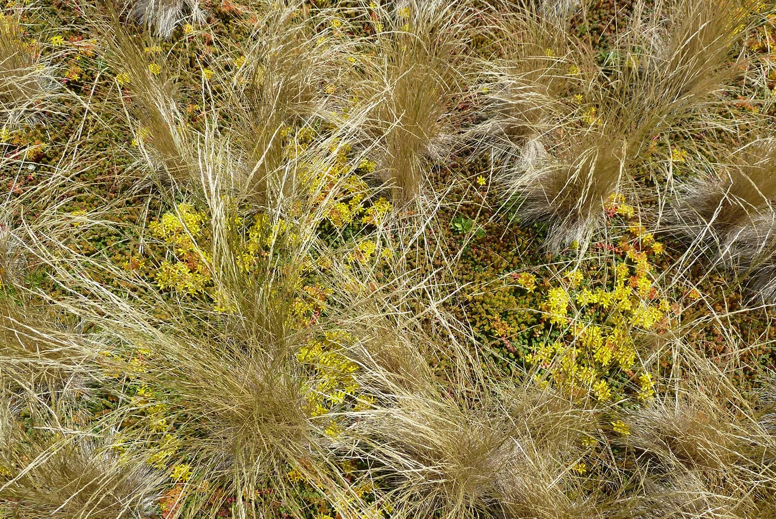 City College of San Francisco Joint Use Living Roof