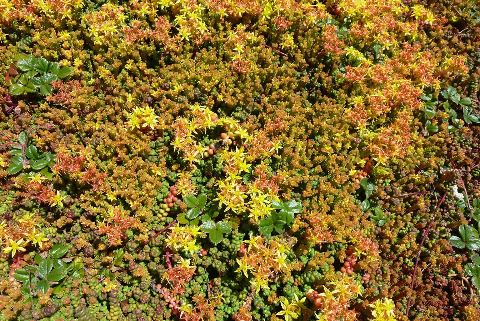 City College of San Francisco Joint Use Living Roof