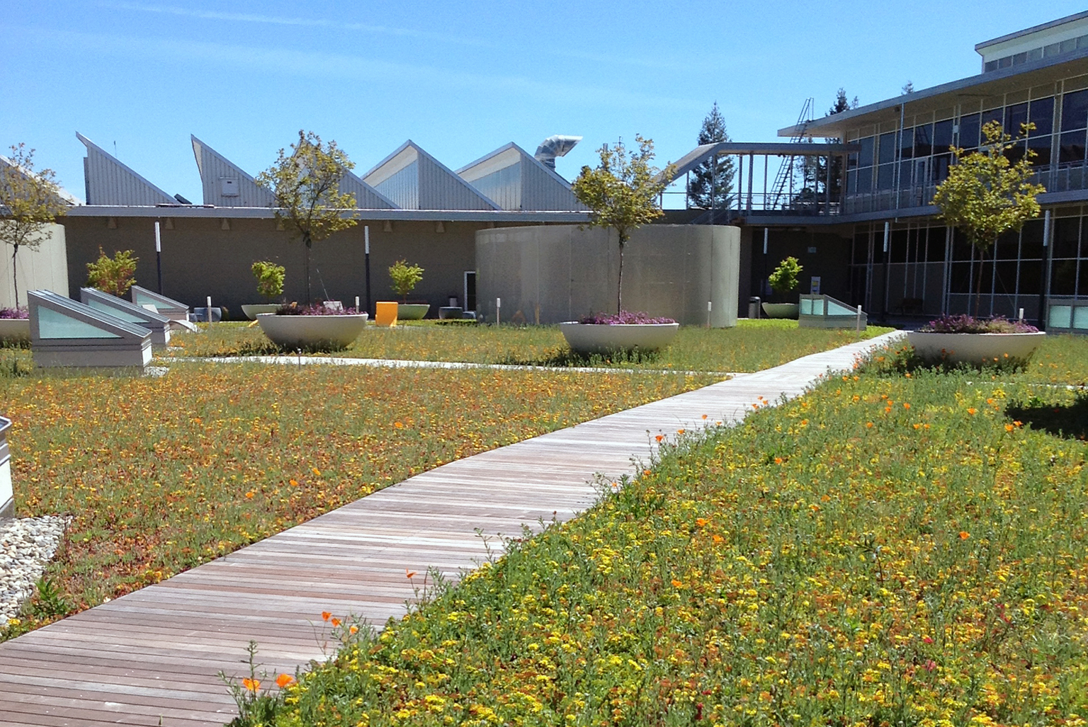 International Technology Campus, Green Roof