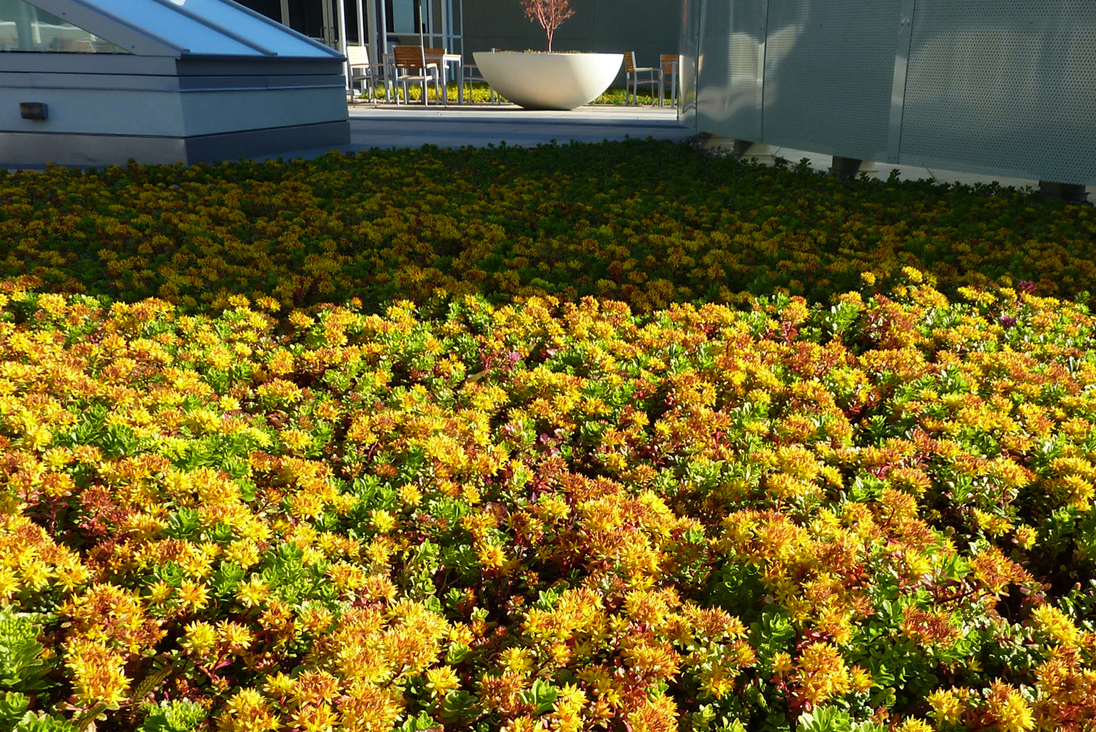 International Technology Campus, Green Roof
