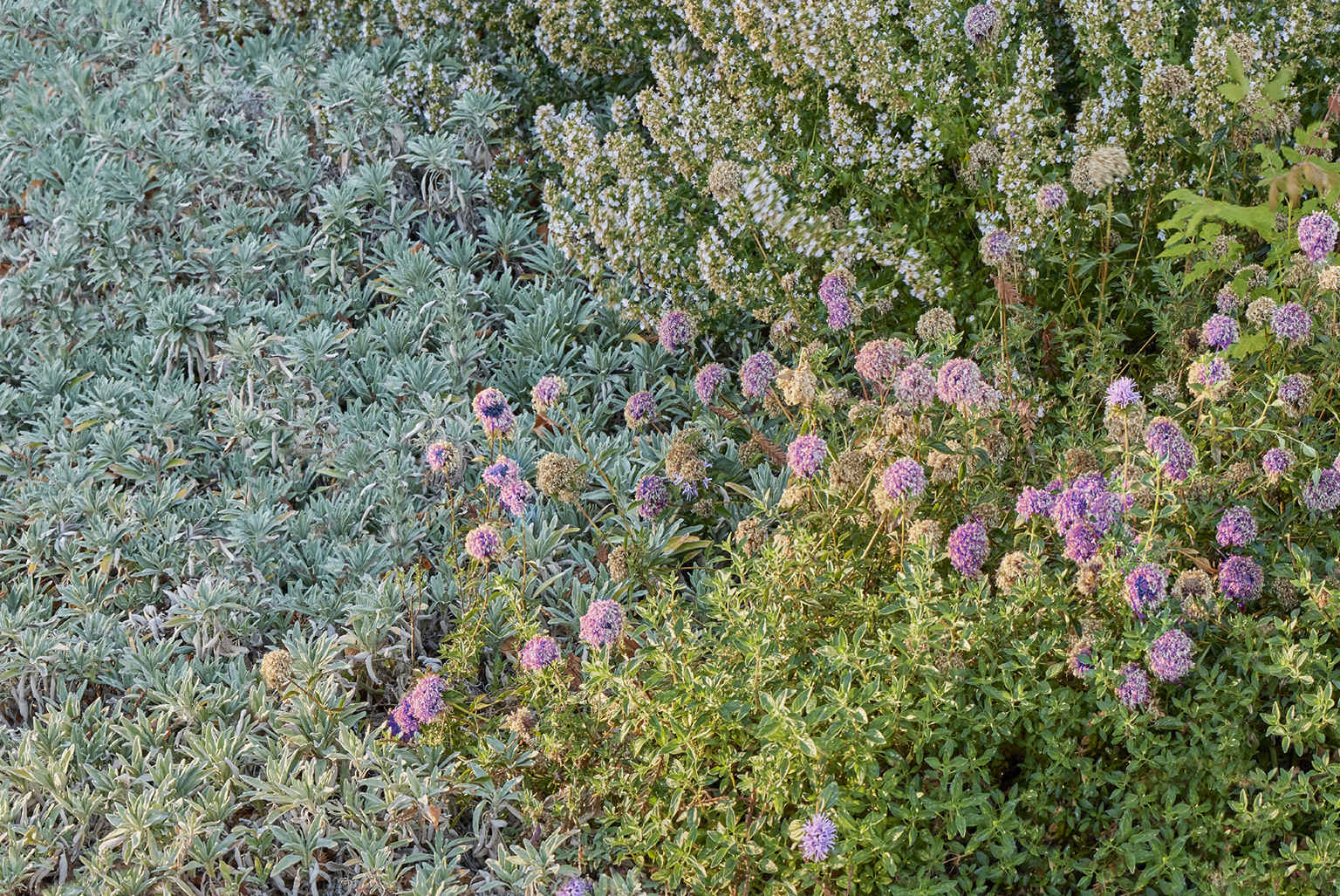 Hayward Library + Heritage Plaza